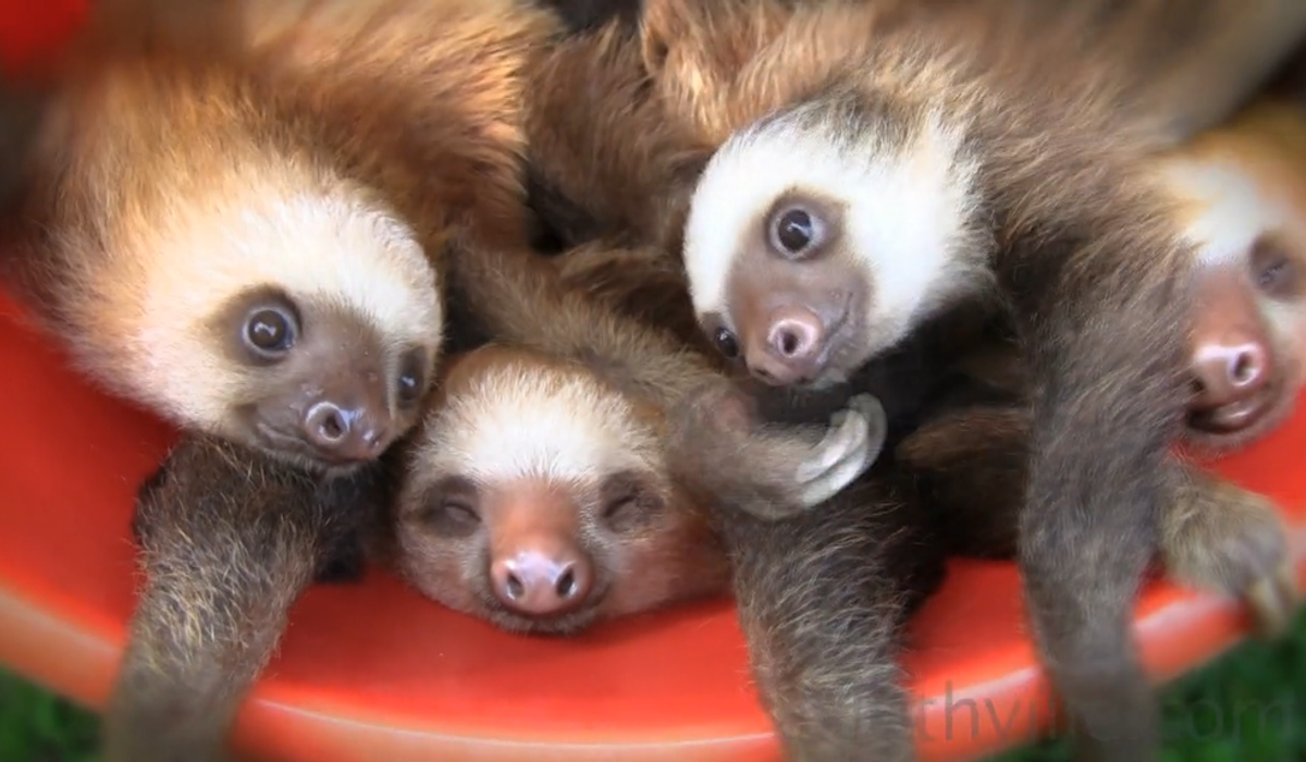 10 Reasons Why Sloths Are The Greatest Animals Ever
