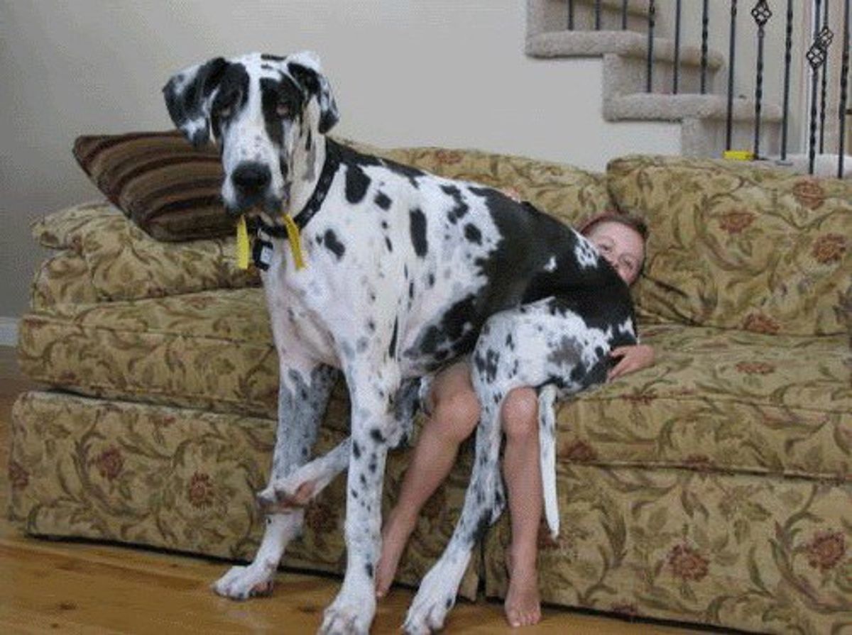 10 Reasons Great Danes Have The Best Personalities