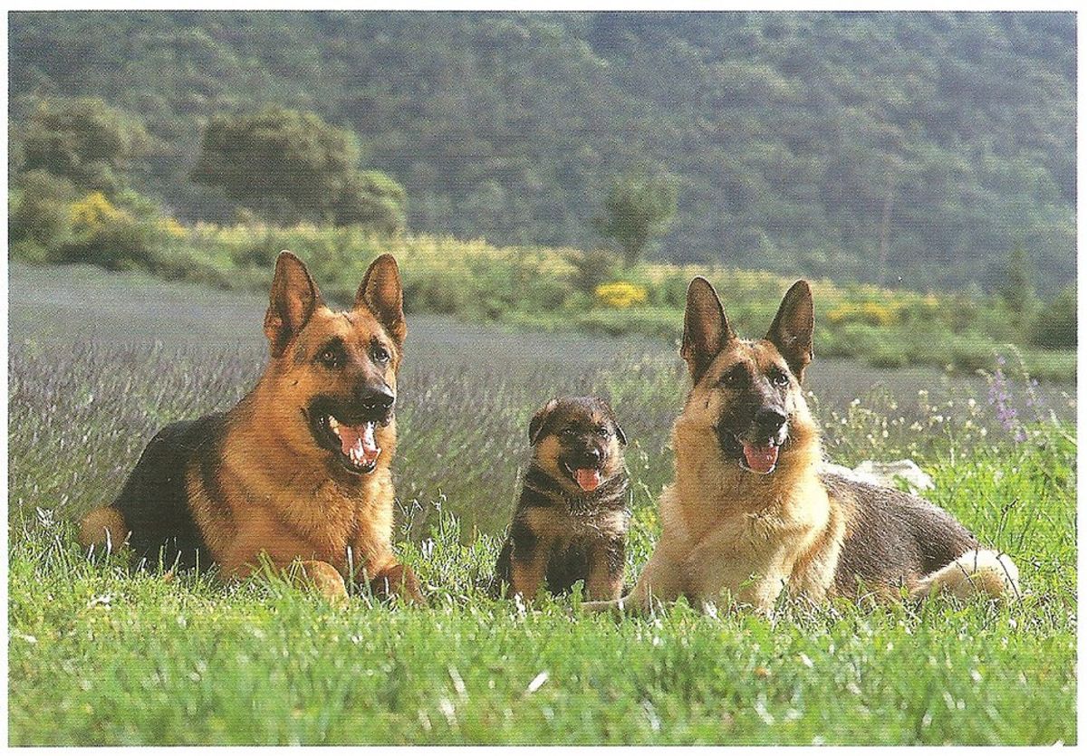 10 Reasons Why German Shepherds Are The Best Dogs
