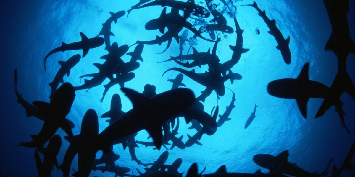 Here's What You Need To Remember About Sharks This Shark Week