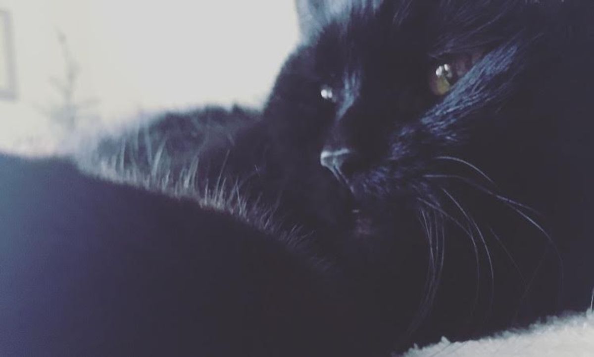 12 Things I Learned From My Cat