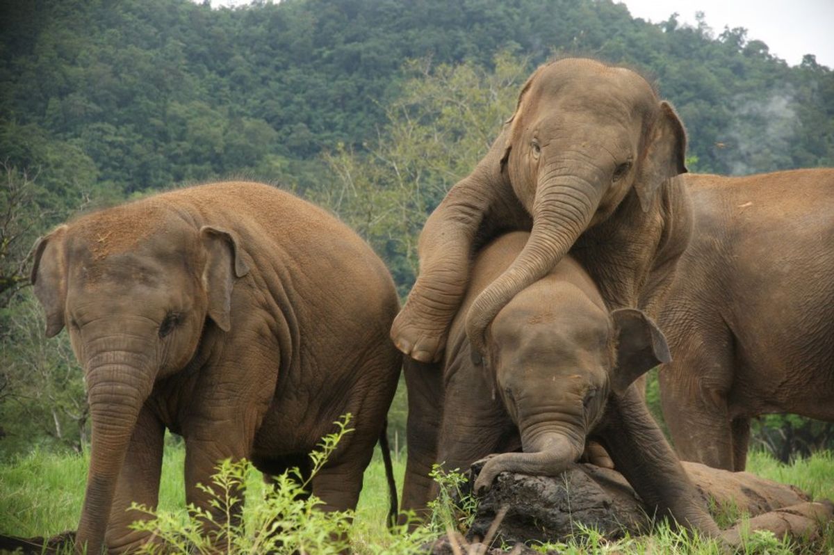 5 Elephant Lover Must-Haves