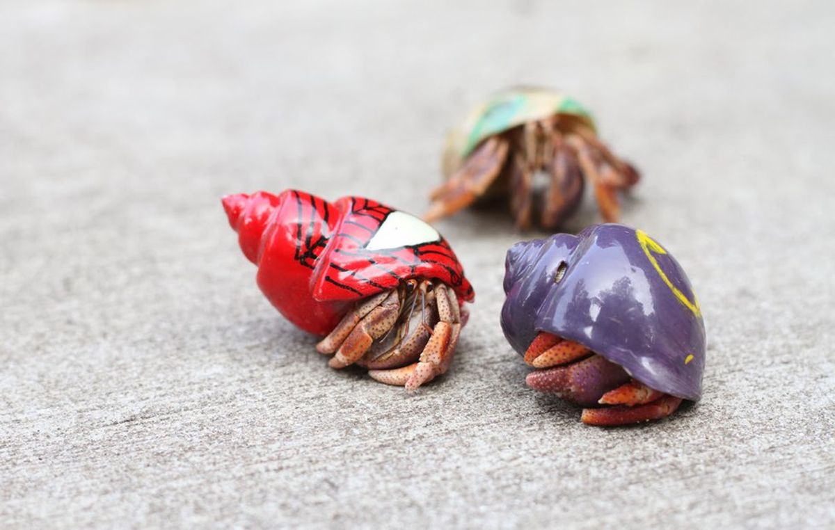 The Truth About Owning Hermit Crabs