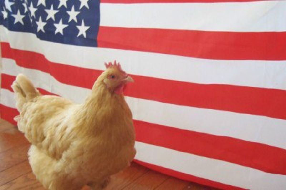 8 Reasons Why This Raw Chicken Fillet Should Be The Next President