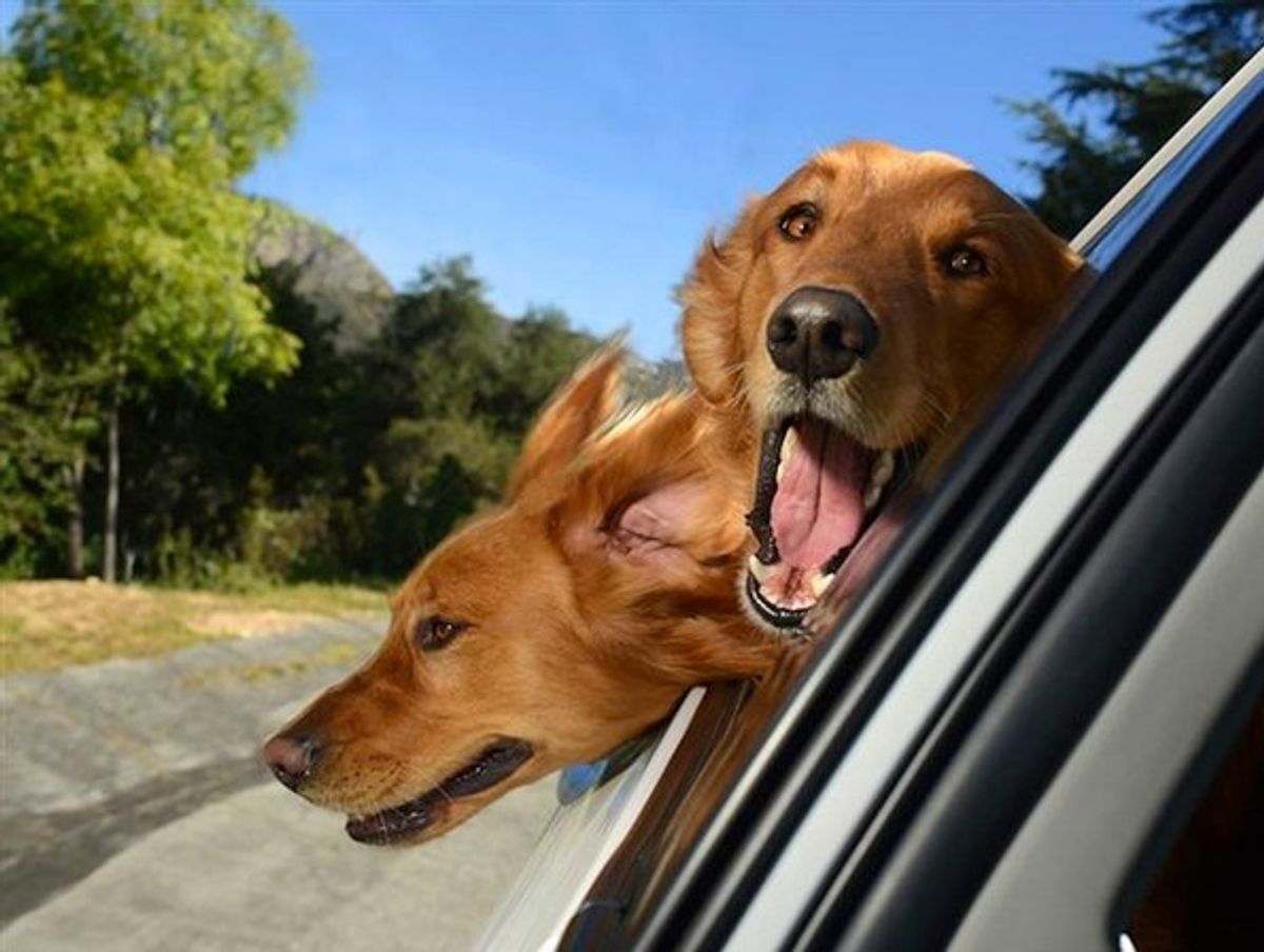 Why Sticking Your Head Out the Window of a Car Like a Dog is Probably the Best Feeling Ever