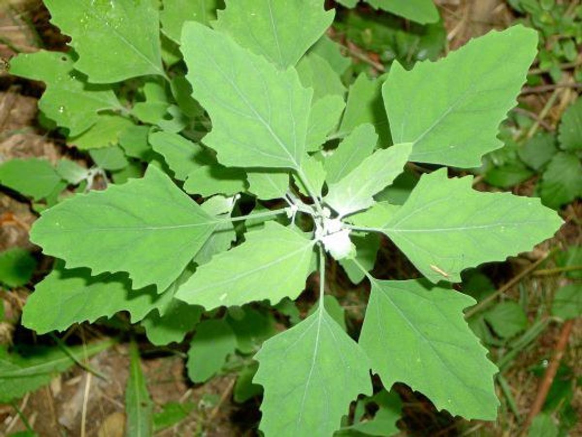 The Story Of A Not-So-Weed Lambsquarters