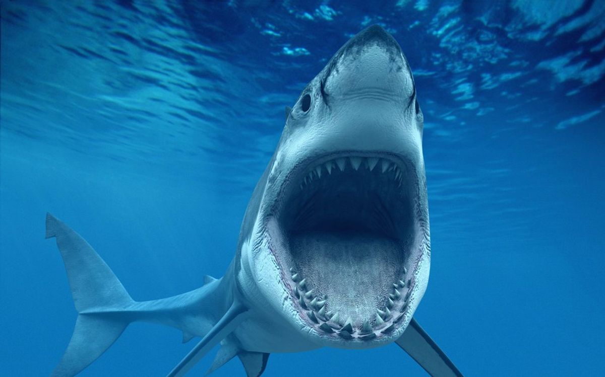20 Thoughts While Watching Shark Week