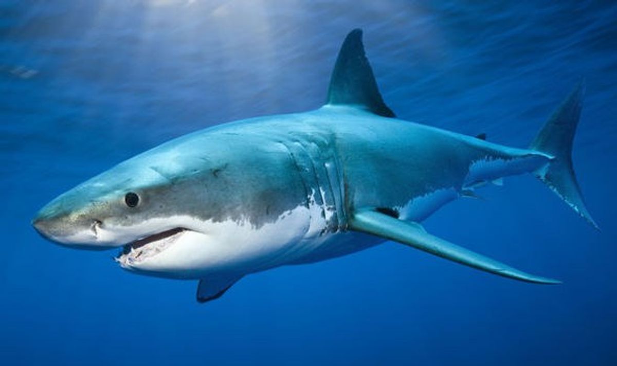 Things You Should Know Following Shark Week