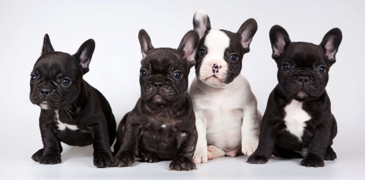 Why French Bulldogs Are Easy To Love