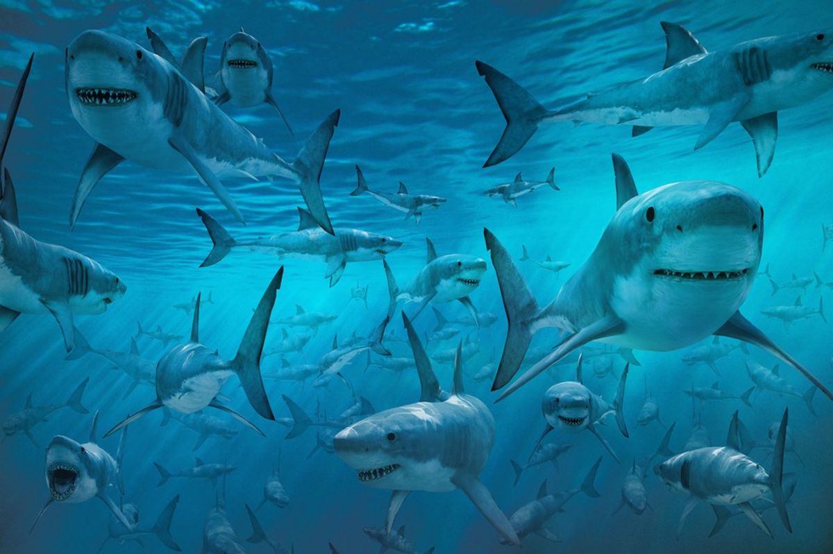 8 Similarities Between Shark Week And My Love Life