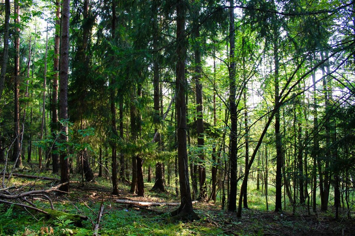 A Visual Introduction To Alfred University