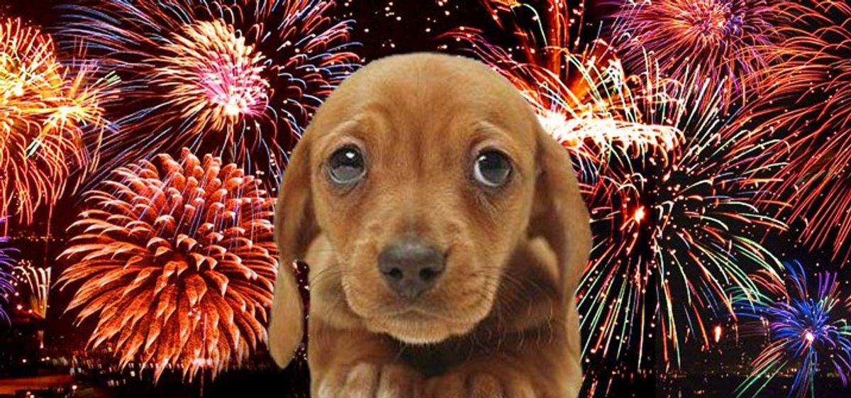 Fireworks And Furry Friends