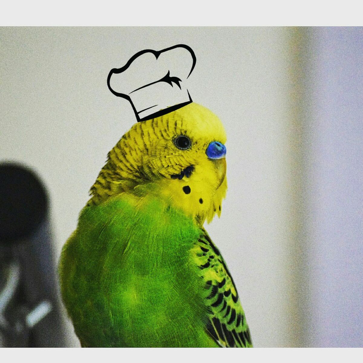 Avian Cooking