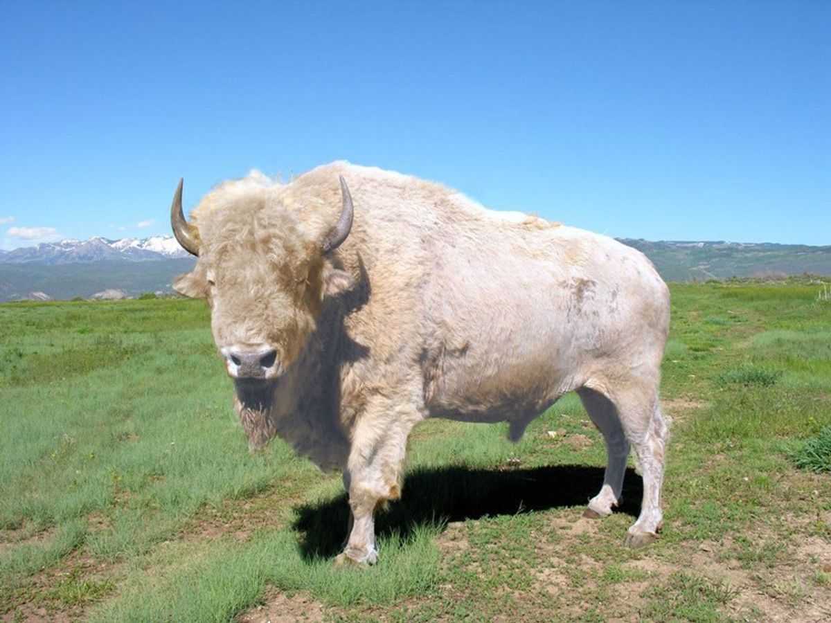 How To Capture A Great White Buffalo
