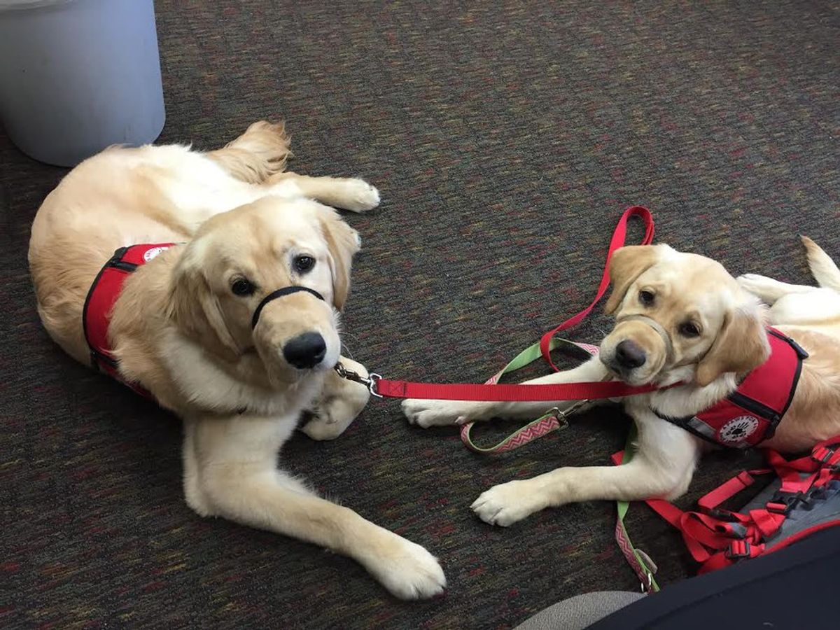 15 Struggles People Training Service Dogs Will Understand