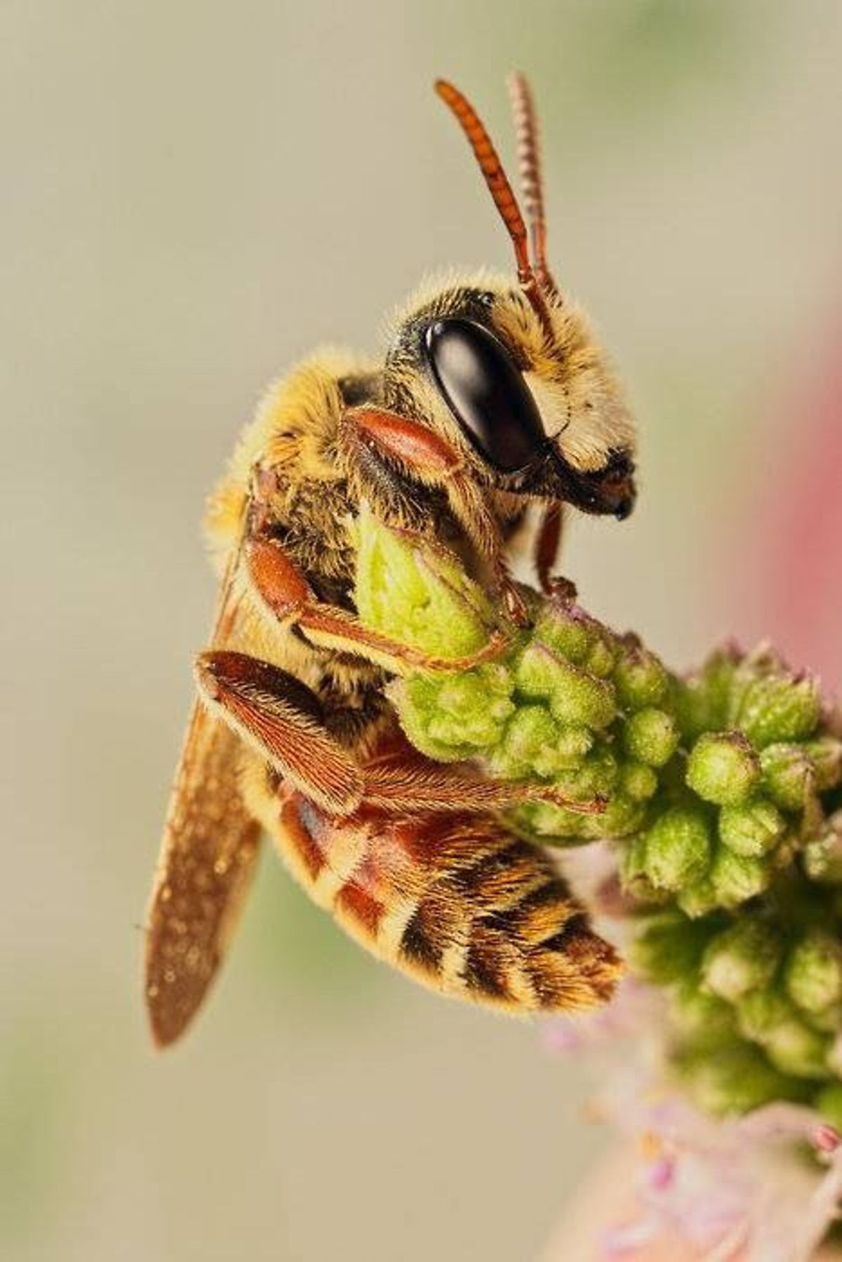 4 Simple Ways To Help Honeybees