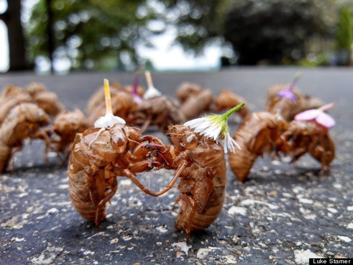 17 Things You Learn About 17 Year Cicadas.