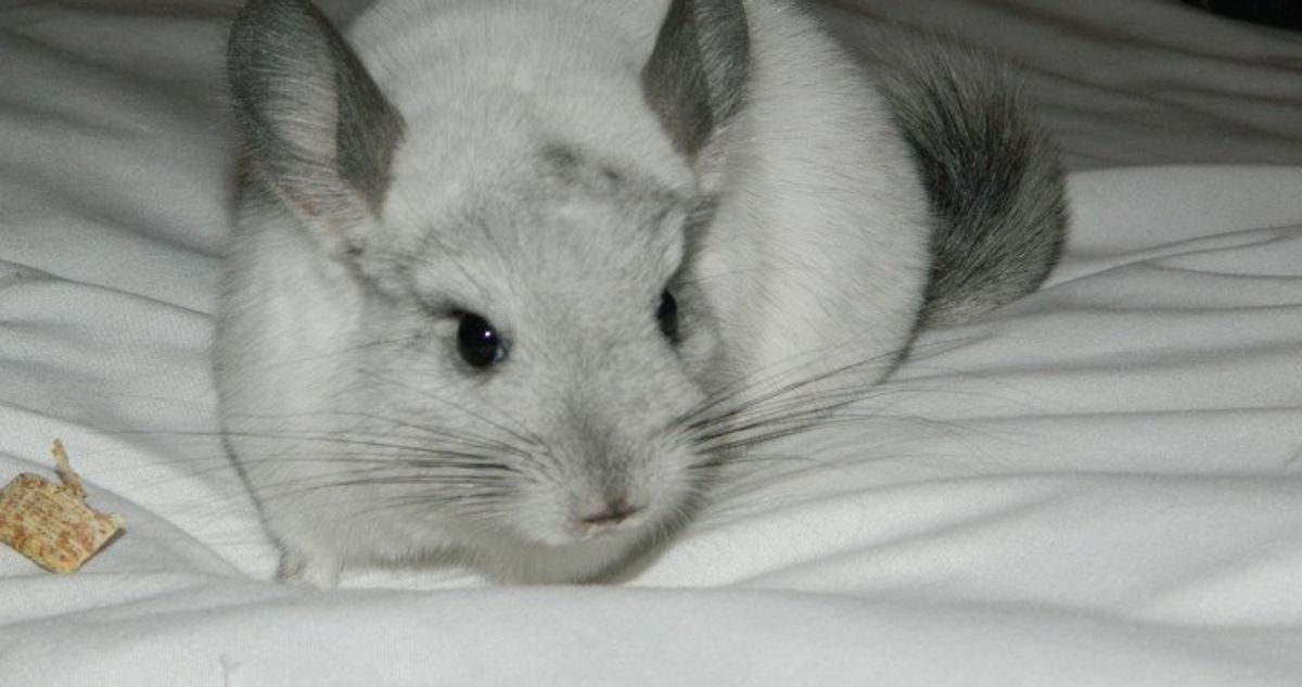 8 Reasons That Chinchillas Are The Best Pet