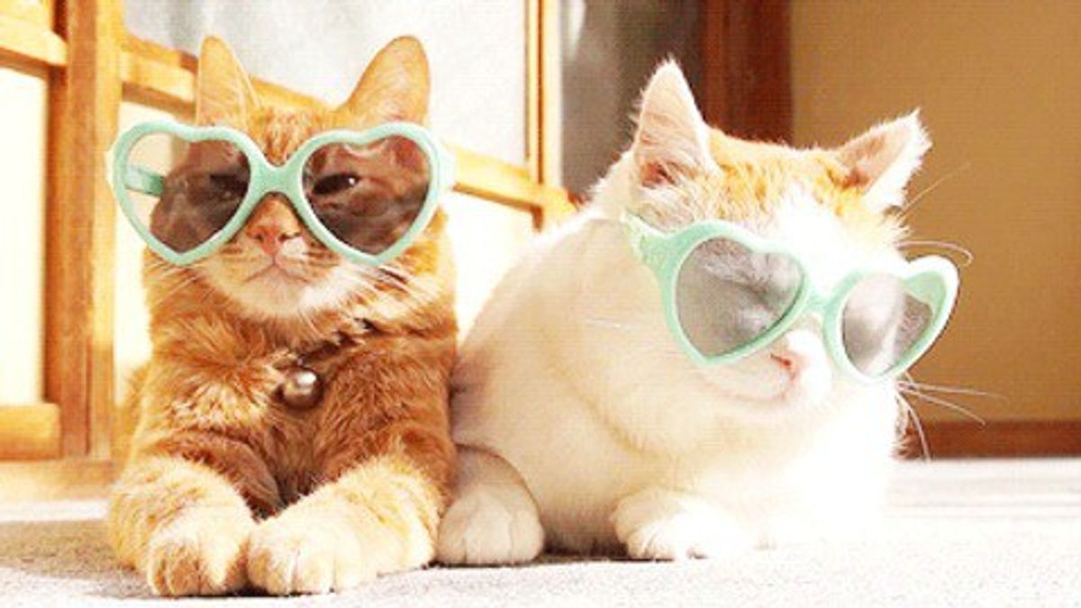 20 Reasons To Have A Cat Or Two