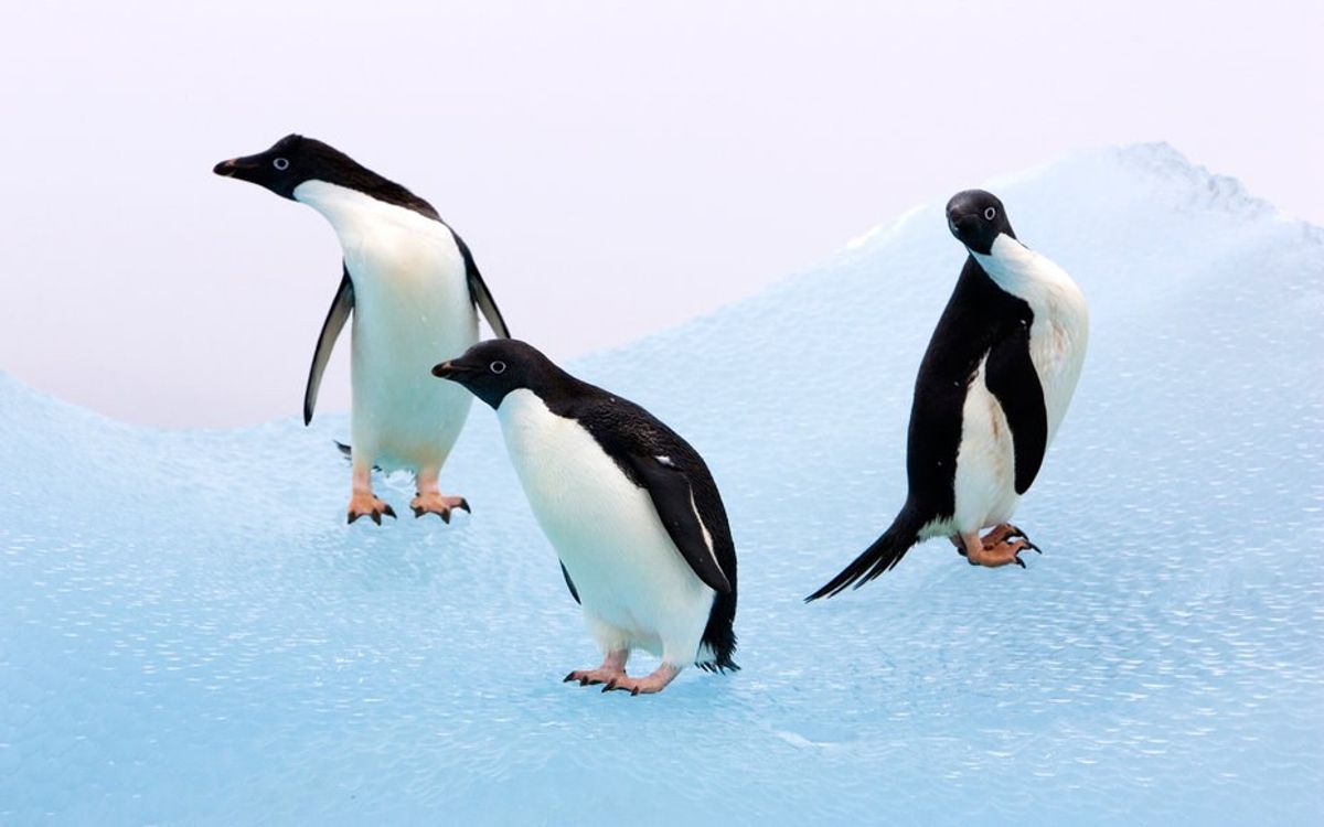 Antarctica's Adélie Penguins Could Be in Trouble