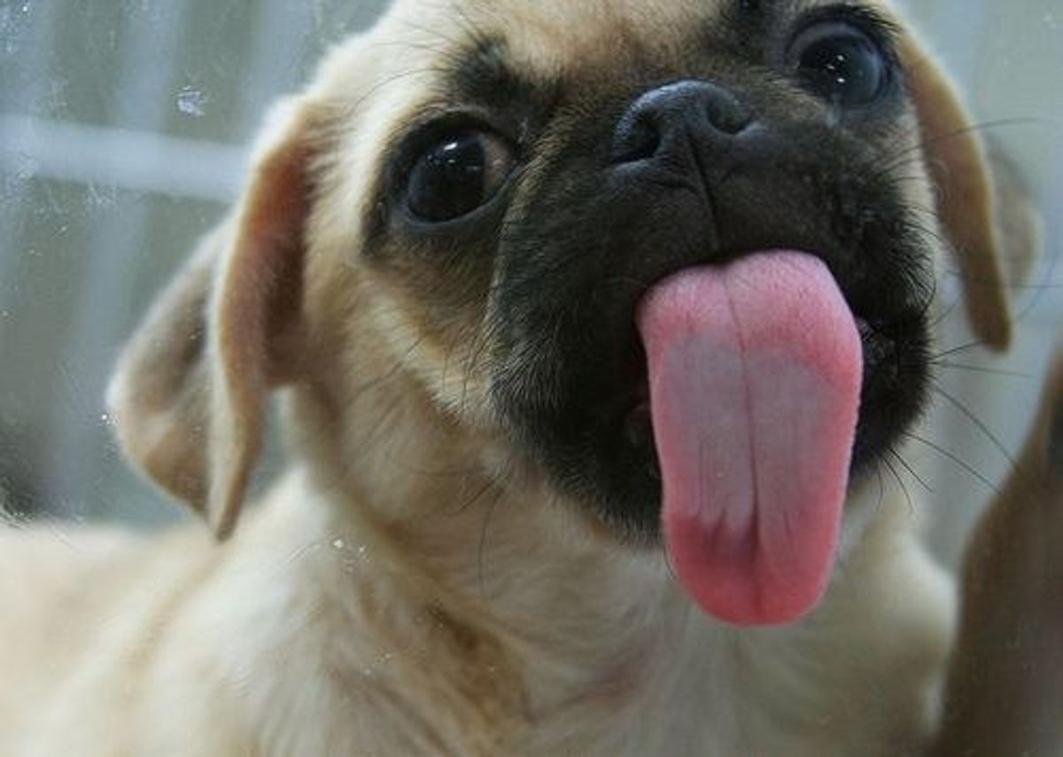 7 Reasons Why Pugs Are Better Than Our Teenage Choices