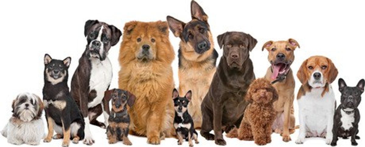 10 Dog Breeds You Need In Your life
