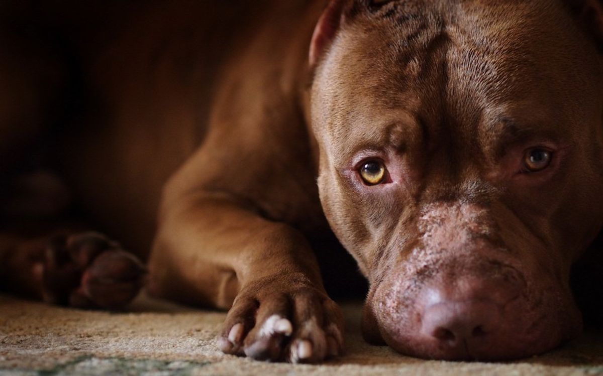 The Plight Of Pit Bulls, And Why They Deserve Better
