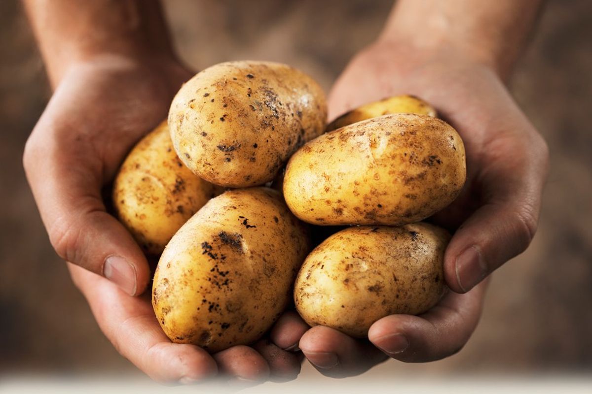 7 Reasons The Potato Is The Greatest Thing To Ever Exist
