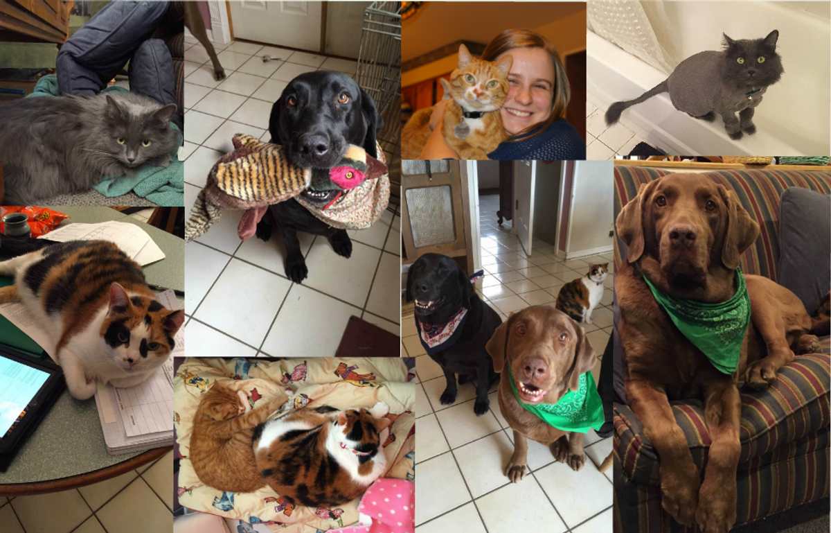 10 Lessons From My Pets