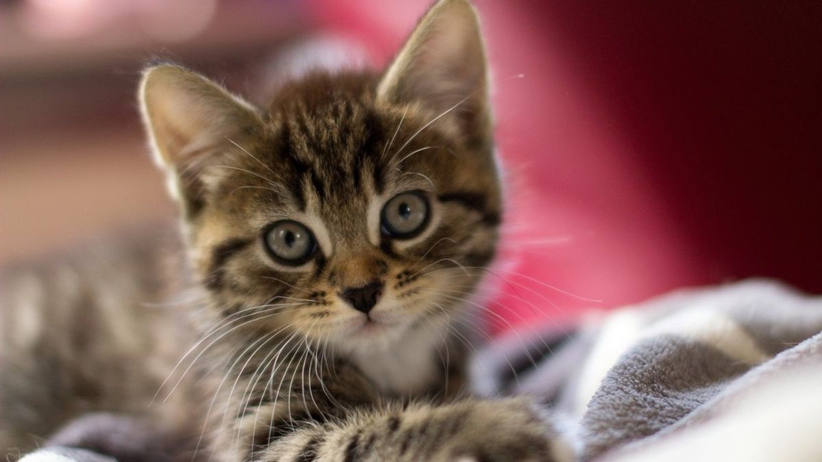 17 Things that Cat Lovers Hate to Hear