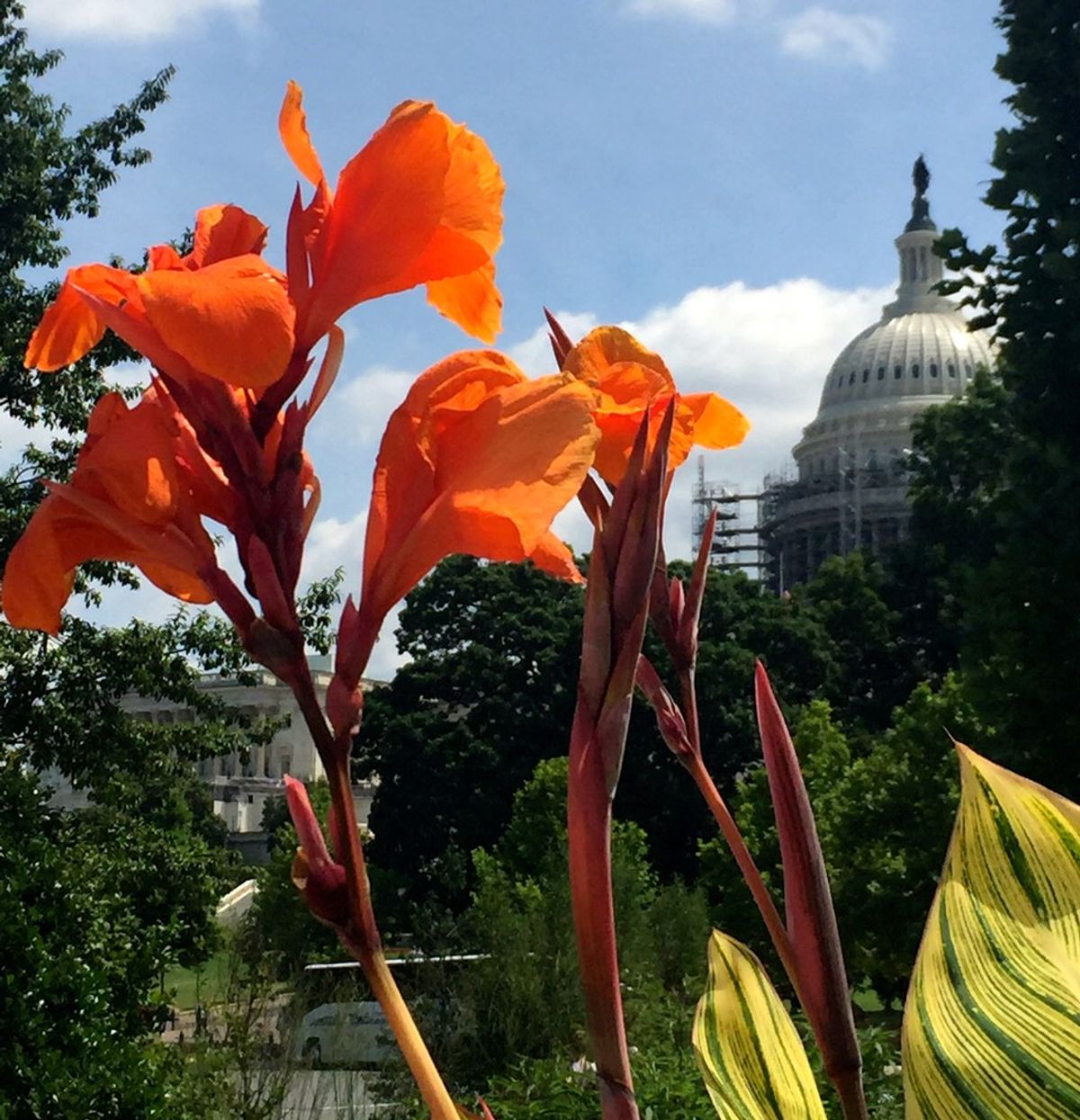 The U.S. Botanical Gardens: DC's Most Underrated Attraction