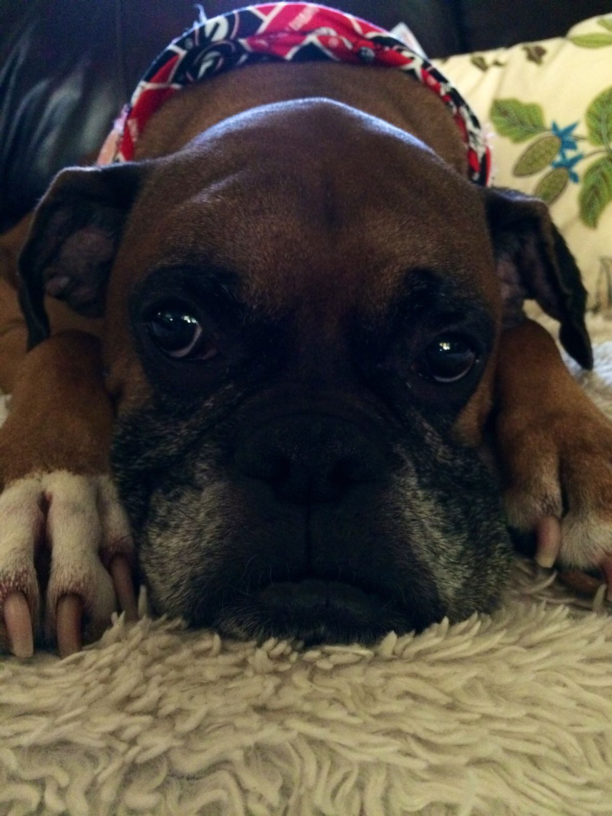 31 Reasons Dogs Are Better Than Any Significant Other