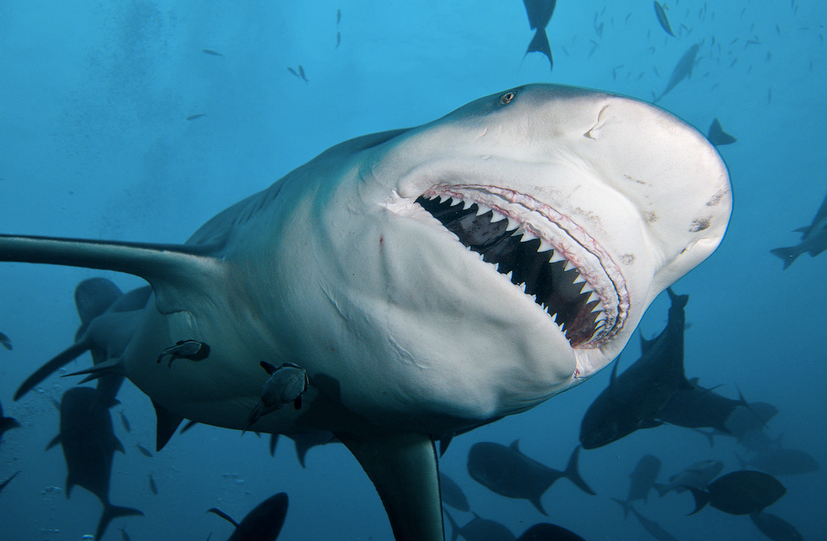 Why We Need Sharks In Our Oceans