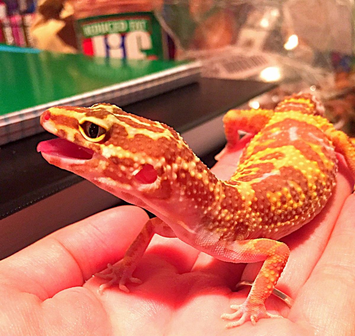 Reptiles That Make You Question Your Favorite Pet