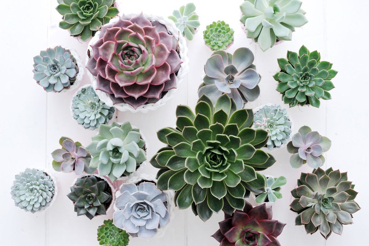 11 Plant Ideas For A New Plant Mom