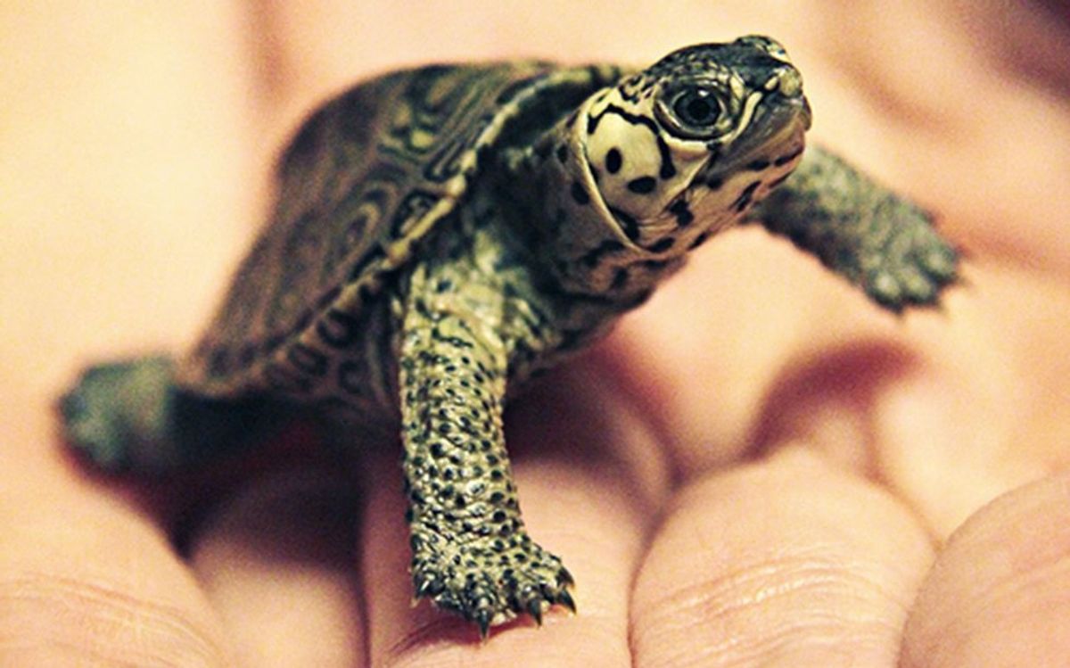 9 Reasons Why You Should Have A Turtle As A Pet