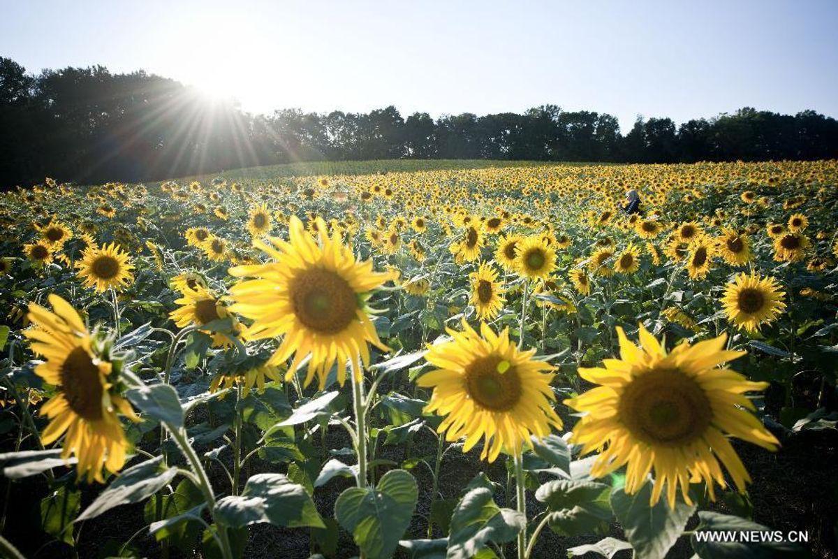 5 Sunflower Fields To Visit In Maryland