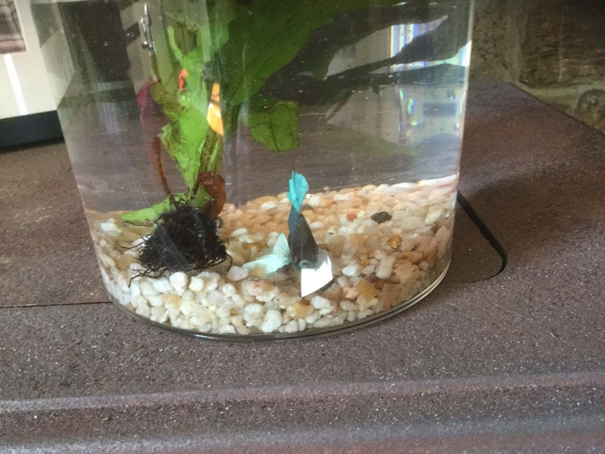 10 Things About Bringing Home A Betta Fish