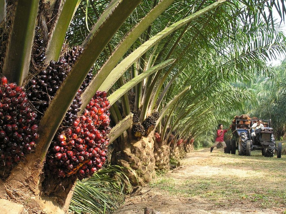 Oil Palm Is Destroying Biodiversity In Malaysia