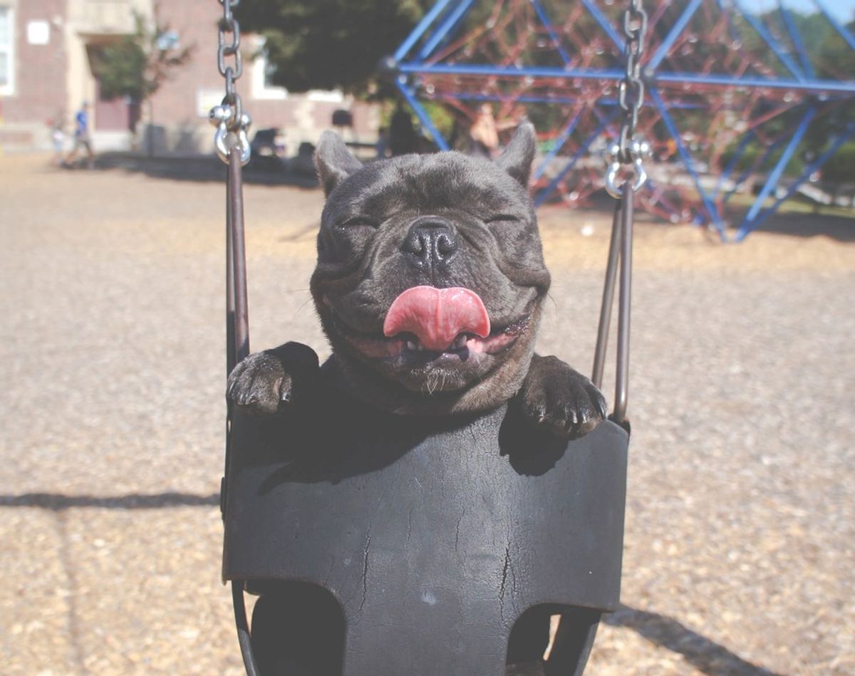 10 Loveable Pups That Beautifully Prove Dogs Are Just Like You And Me
