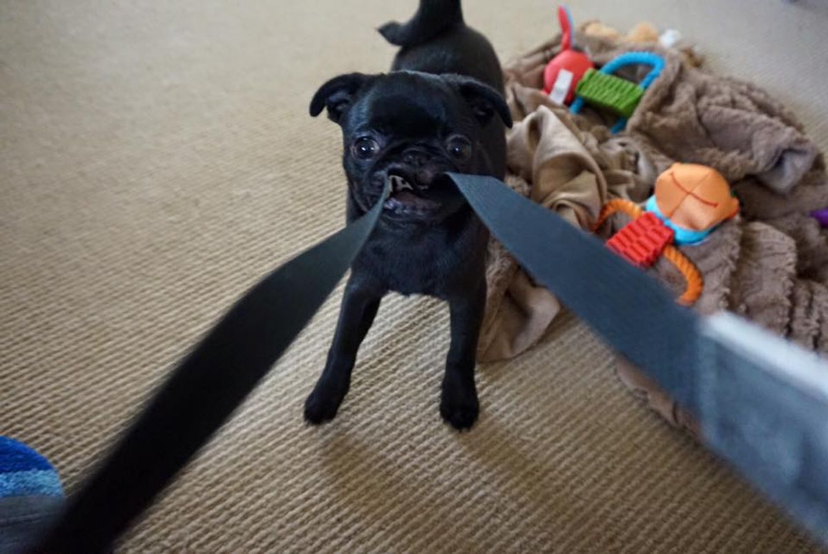 7 Experiences Only Pug Owners Can Relate To
