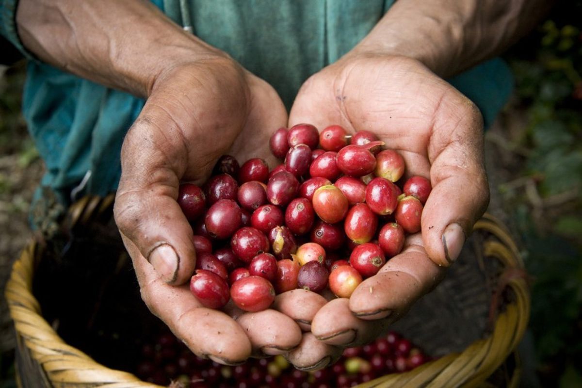 8 Fair Trade Coffee Brands That Are As Good As Their Cause.