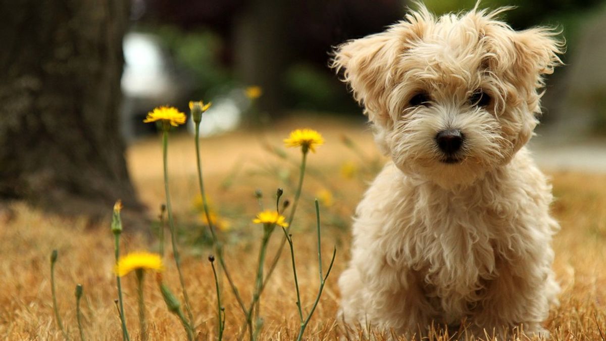 10 Reasons Why You Should Own a Poodle Or Doodle