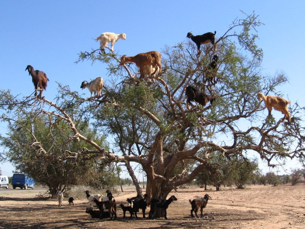 The Tree-Climbing Goats Of Morocco