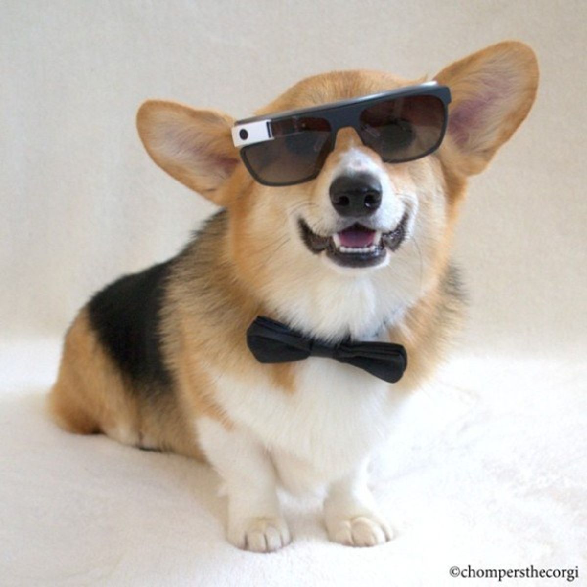 Why Corgis Are The Best Dogs