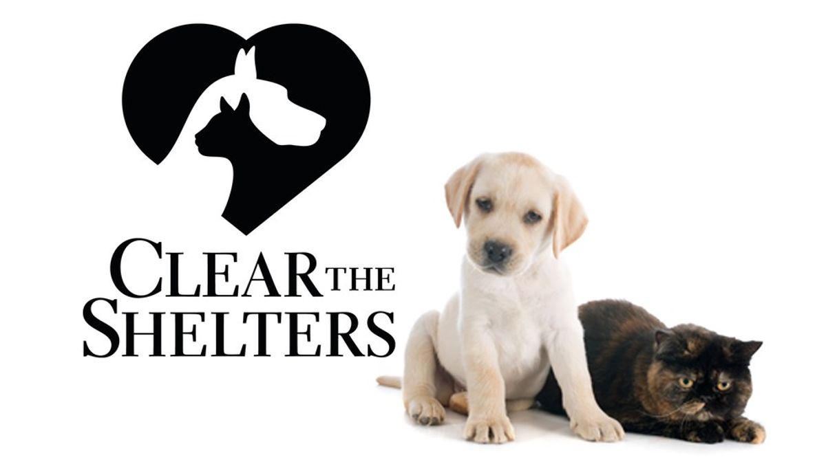 Clear The Shelters Campaign Helps Thousands Of Pets Find Homes