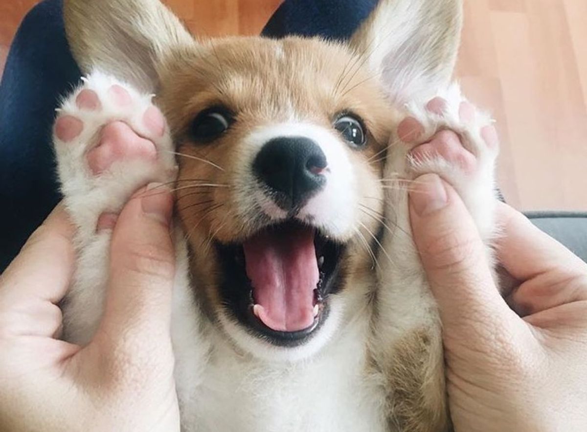 10 Of The Cutest Corgi Accounts On Instagram