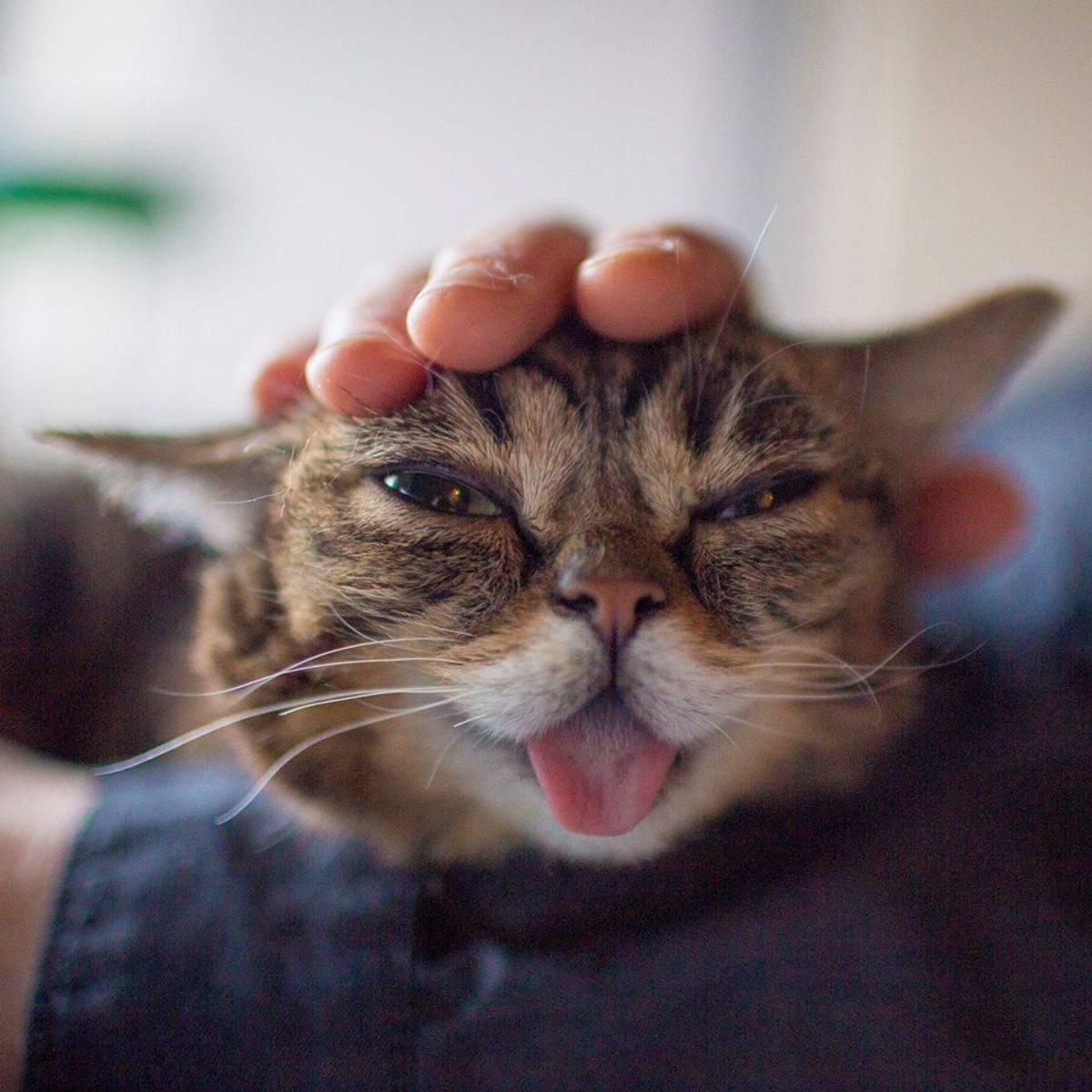 Bub: The Silly Cat That Can Make Anyone's Day