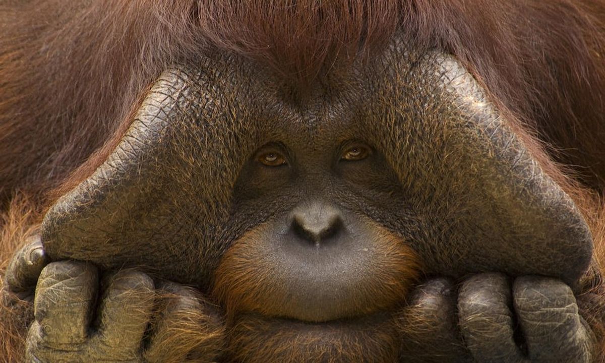 Bornean Orangutans Declared Critically Endangered
