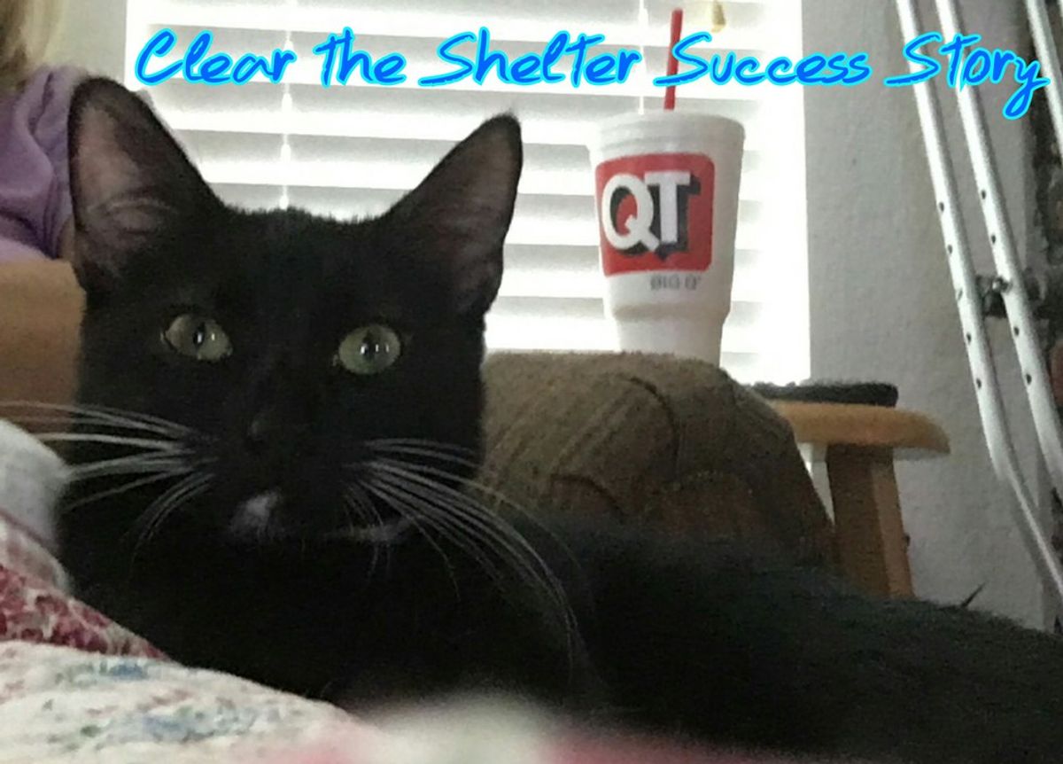Why We All Need A Shelter Pet